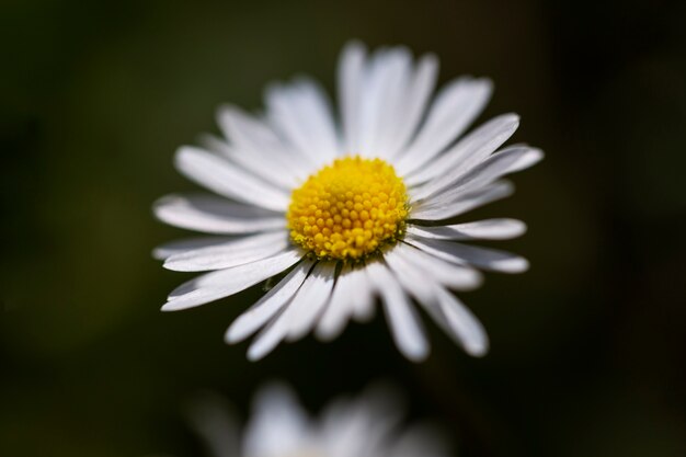 Visão embaçada de flores naturais