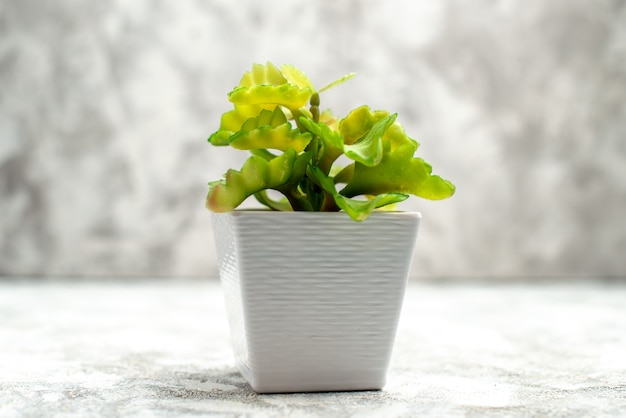 Visão horizontal de vaso de flores para decoração de casa em fundo de gelo