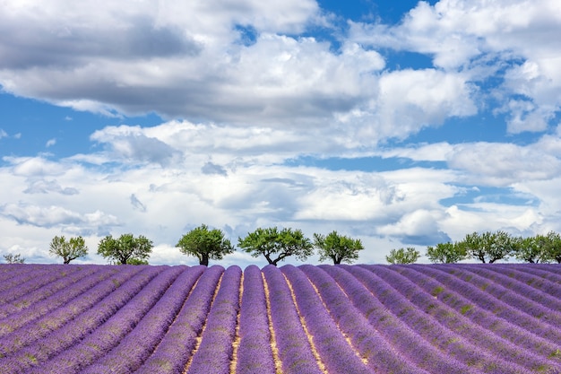 Visão horizontal do campo de lavanda, França, Europa