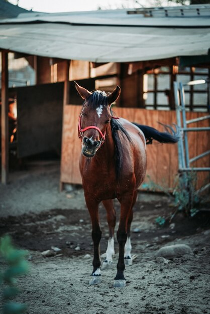 Visão vertical de foco raso de um cavalo marrom usando um arnês vermelho com um fundo desfocado