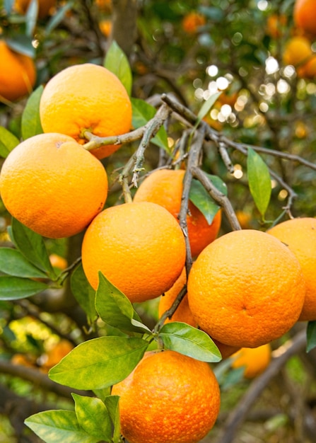 Visão vertical de lindas e deliciosas laranjas na árvore em um jardim