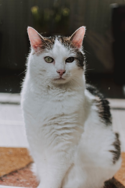 Visão vertical de um gato mal-humorado branco e cinza sentado no chão e olhando diretamente para a câmera