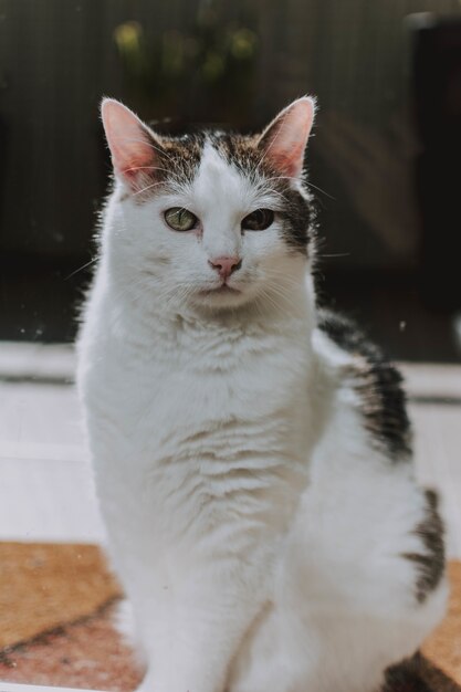 Visão vertical de um gato mal-humorado branco e cinza sentado no chão e olhando diretamente para a câmera