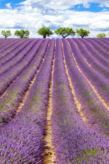 Visão vertical do campo de lavanda com céu nublado, França, Europa