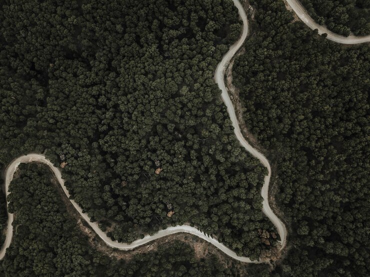 Foto grátis vista aérea da estrada sinuosa e árvores tropicais verdes