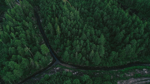 Vista aérea da floresta verde