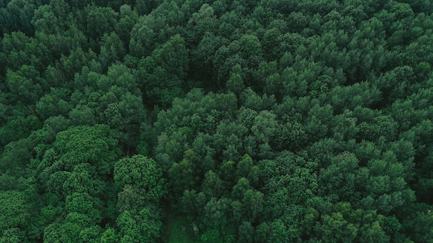 Vista aérea da floresta verde