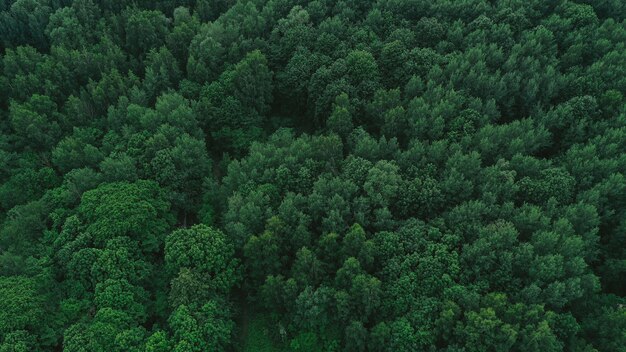 Vista aérea da floresta verde