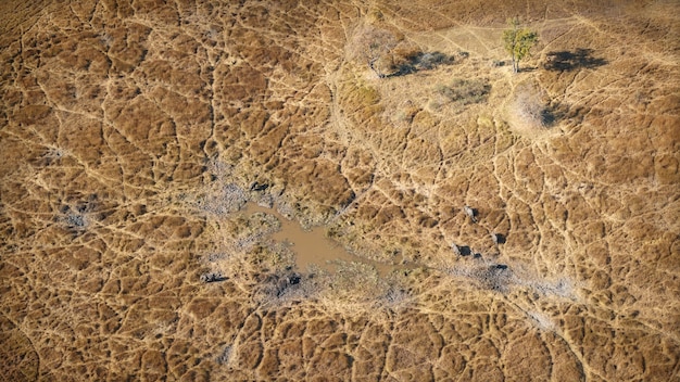 Vista aérea da savana com elefantes