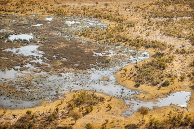 Vista aérea da savana com elefantes