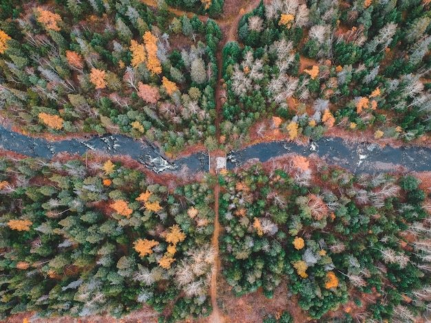 Vista aérea de árvores no outono
