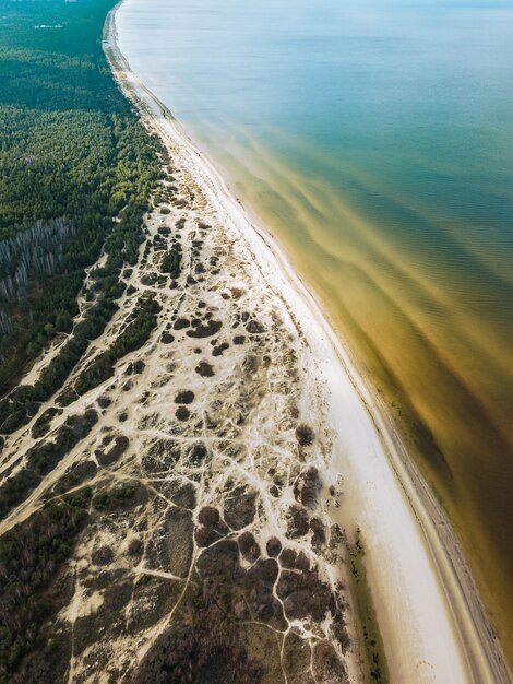 Vista aérea de árvores perto de um mar tranquilo