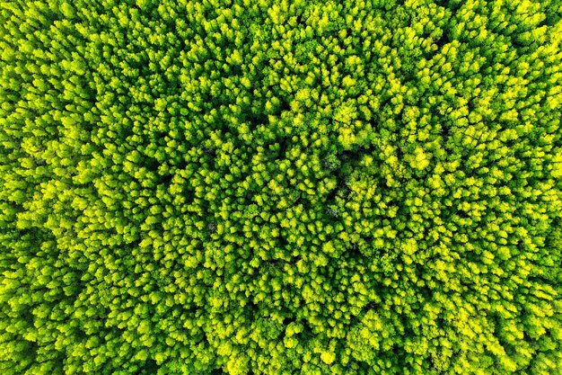 Vista aérea de árvores verdes na floresta.