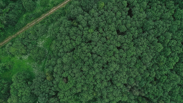 Vista aérea de campo com floresta