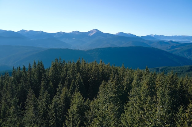 Vista aérea de colinas de montanha cobertas por densos bosques de pinheiros verdes em um dia ensolarado