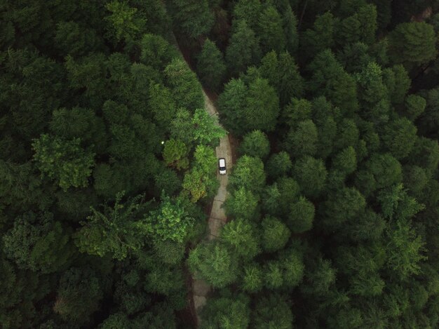 Vista aérea de um carro andando por uma estrada na floresta com árvores verdes altas e densas