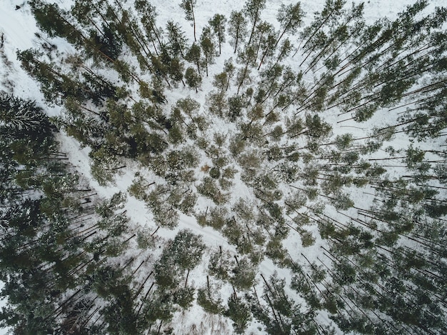 Vista aérea de uma bela paisagem de inverno com pinheiros cobertos de neve