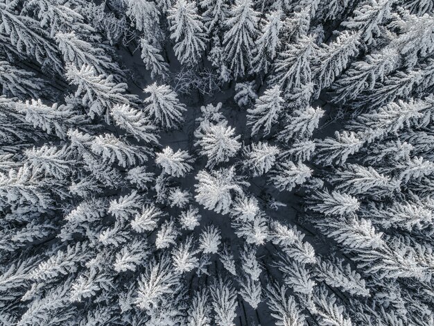 Vista aérea de uma bela paisagem de inverno com pinheiros cobertos de neve