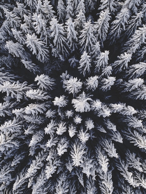Vista aérea de uma bela paisagem de inverno com pinheiros cobertos de neve