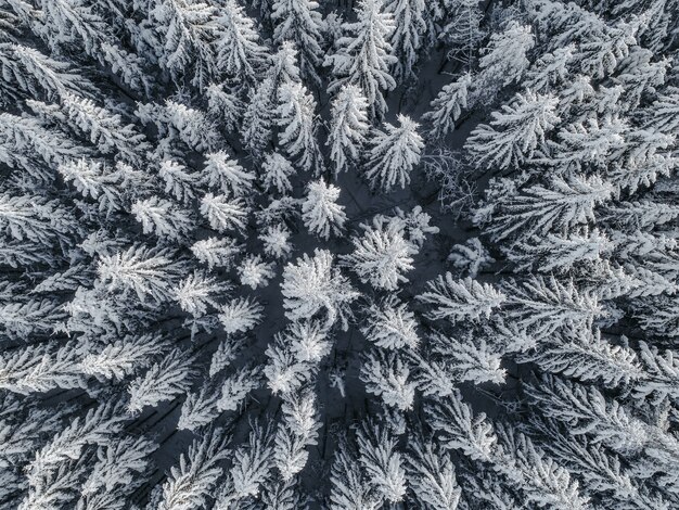 Vista aérea de uma bela paisagem de inverno com pinheiros cobertos de neve