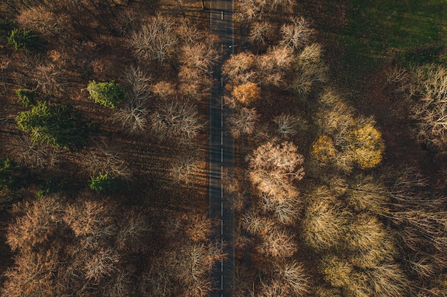 Vista aérea de uma estrada de asfalto cercada por árvores douradas no outono