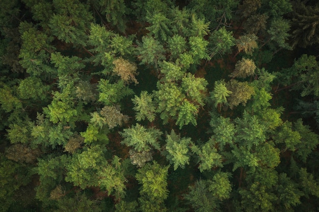 Vista aérea de uma floresta verdejante