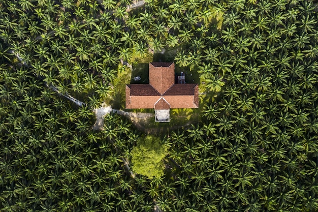 Vista aérea de uma palmeira em uma plantação de óleo de palma no sudeste da Ásia
