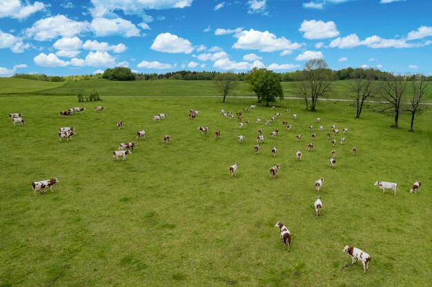 Vista aérea do campo com vacas na França