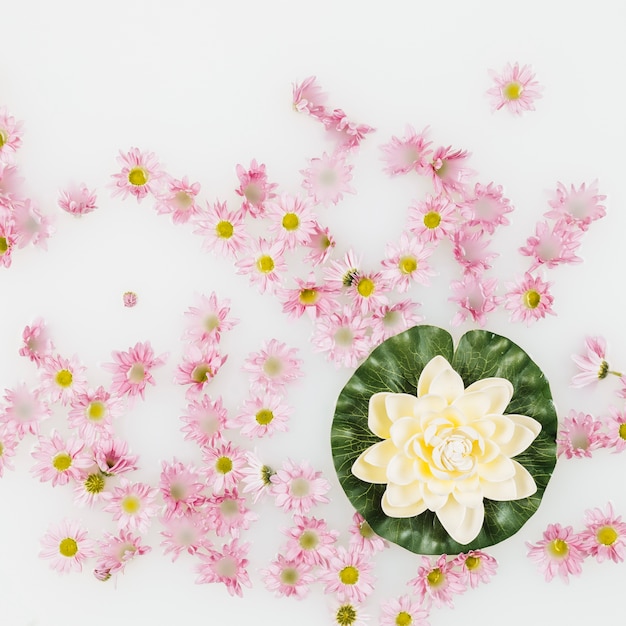 Vista alta ângulo, de, loto, e, cor-de-rosa, flores, flutuante, branco, líquido