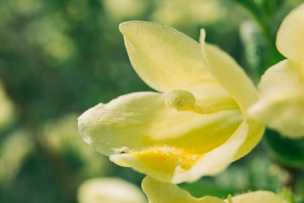 Vista alta ângulo, de, tulipa vermelha, flor