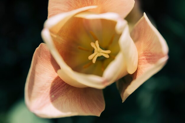 Vista alta ângulo, de, um, único, luminoso, tulipa, flor