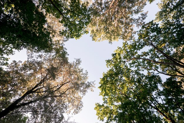 Vista baixa ângulo, de, filiais árvore, parque