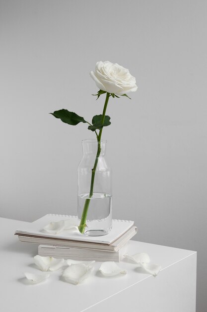 Vista da delicada rosa branca em vaso