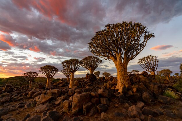 Vista da floresta de árvores Quiver com cena do céu crepúsculo do sol lindo céu em Keetmanshoop, Namíbia