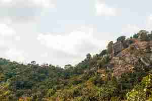 Foto grátis vista da natureza africana com árvores e vegetação