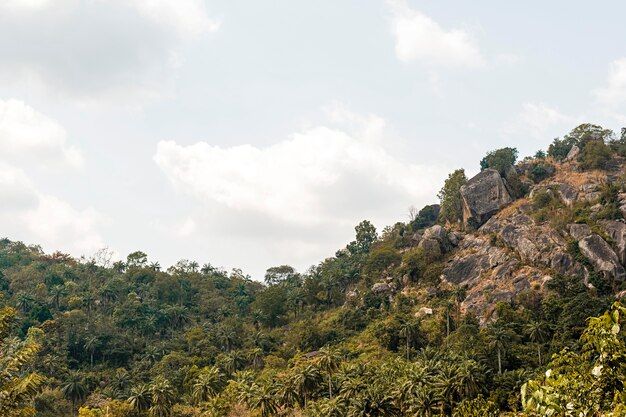 Vista da natureza africana com árvores e vegetação