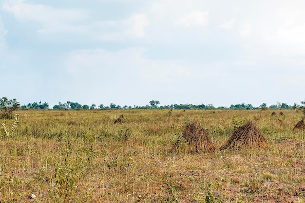 Foto grátis vista da paisagem africana com vegetação