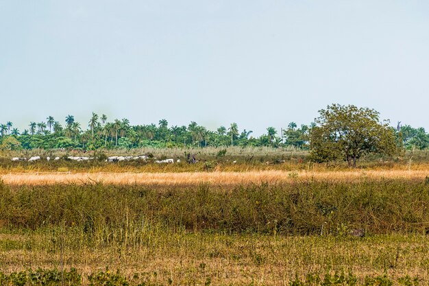 Vista da paisagem africana