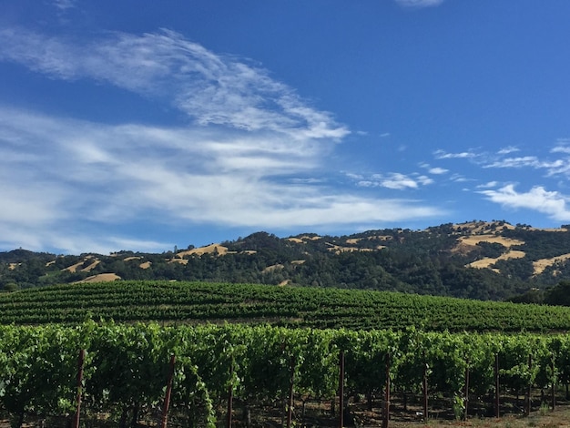 Vista da paisagem de fileiras de vinhedos em Sonoma County, Califórnia, com montanhas