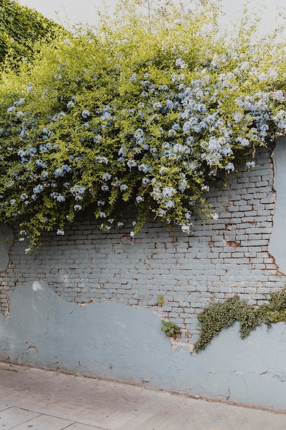 Vista da vegetação crescendo no muro das ruas da cidade