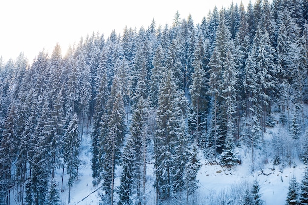 Vista das belas montanhas nevadas e floresta