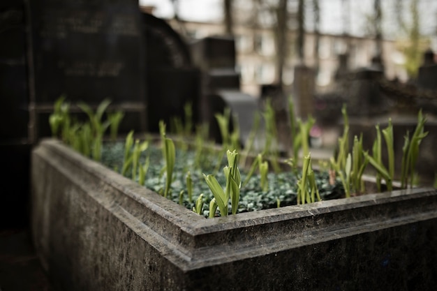 Foto grátis vista das plantas que crescem na lápide do cemitério