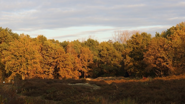 Vista de árvores marrons na floresta durante o pôr do sol