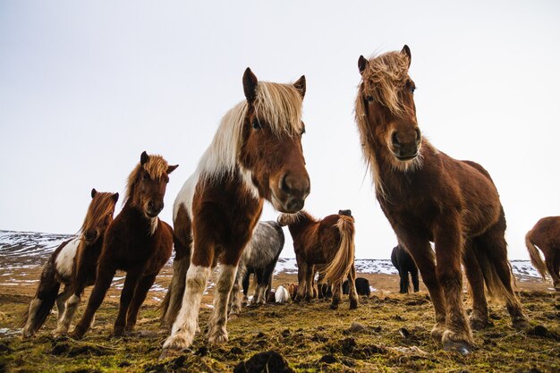 Vista de baixo ângulo de cavalos islandeses em um campo coberto de neve e grama na Islândia