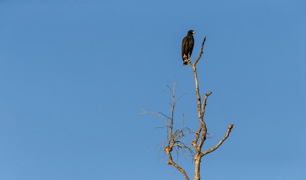 Vista de baixo ângulo de um falcão negro do mangue em um galho sob a luz do sol e um céu azul