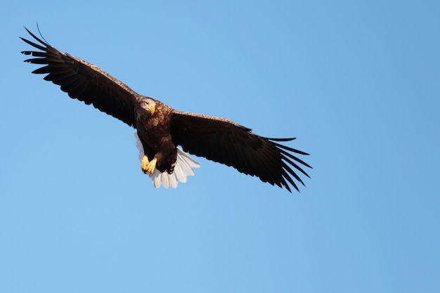 Foto grátis vista de baixo ângulo de uma águia-de-cauda-branca voando sob a luz do sol e um céu azul em hokkaido, no japão
