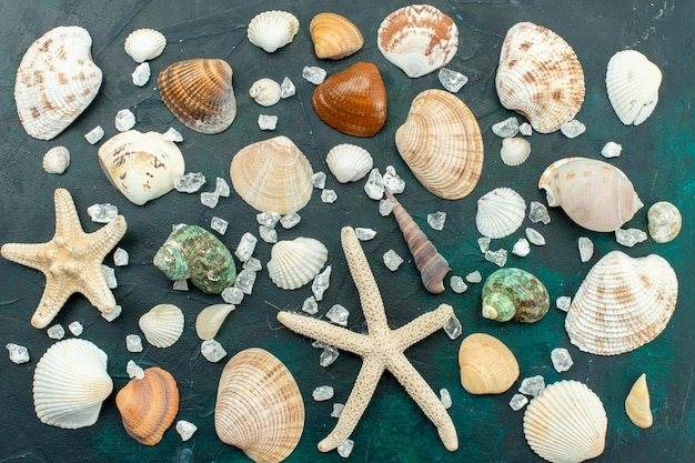 Vista de cima, diferentes conchas do mar, pouco diferentes, conchas formadas na superfície azul escura