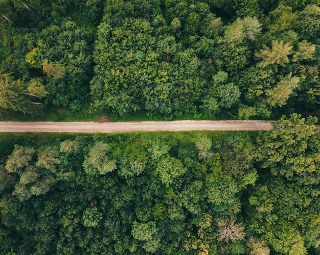 Vista de cima para baixo de uma trilha de caminhada pela floresta