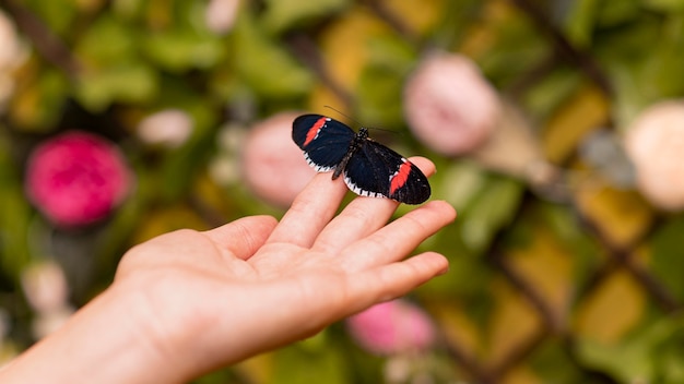 Foto grátis vista de close-up de uma borboleta sentada por lado