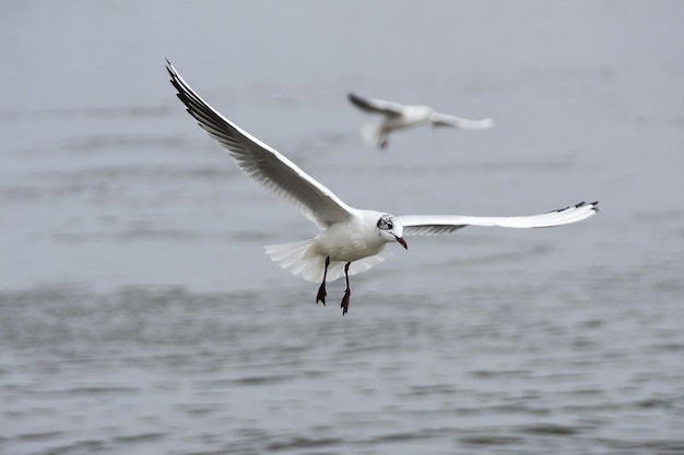 Vista de duas gaivotas voando sobre a água